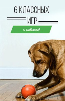 Игры с собакой
