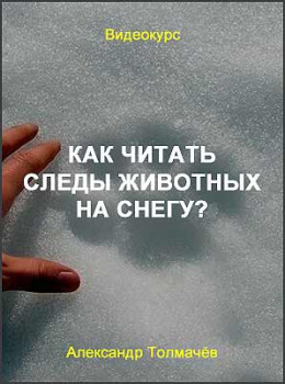 Как читать следы животных на снегу?