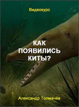 Как появились киты?