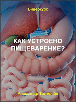 Как устроено пищеварение?