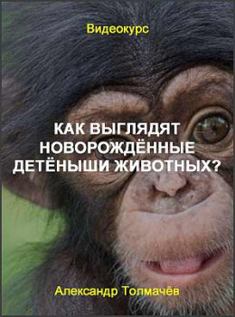Как выглядят новорождённые детёныши животных?