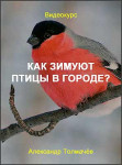 Как зимуют птицы в городе?