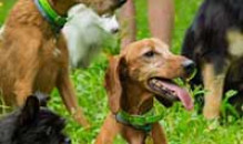 Летняя распродажа в Kinolog School