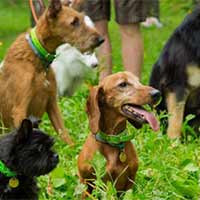 Летняя распродажа в Kinolog School