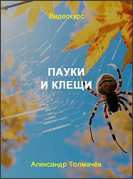 Пауки и клещи