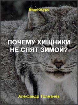 Почему хищники не спят зимой?